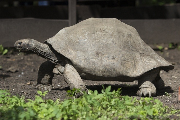 Rīgas zoodārzā notiks akcija Audz liels, stiprs un vesels!, kuras ietvaros būs iepējams iepazīt dzīvniekus un pārbaudīt bērna augumu un svaru Rīgas zoodārzā notiks akcija Audz liels, stiprs un vesels!, kuras ietvaros būs iepējams iepazīt dzīvniekus un pārbaudīt bērna augumu un svaru 104482