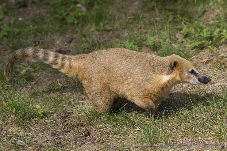 Rīgas zoodārzā notiks akcija Audz liels, stiprs un vesels!, kuras ietvaros būs iepējams iepazīt dzīvniekus un pārbaudīt bērna augumu un svaru Rīgas zoodārzā notiks akcija Audz liels, stiprs un vesels!, kuras ietvaros būs iepējams iepazīt dzīvniekus un pārbaudīt bērna augumu un svaru 104485