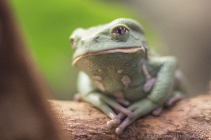 Rīgas zoodārzā notiks akcija Audz liels, stiprs un vesels!, kuras ietvaros būs iepējams iepazīt dzīvniekus un pārbaudīt bērna augumu un svaru Rīgas zoodārzā notiks akcija Audz liels, stiprs un vesels!, kuras ietvaros būs iepējams iepazīt dzīvniekus un pārbaudīt bērna augumu un svaru 104488
