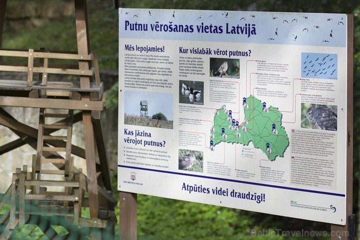 Rīgas zoodārzā notiks akcija Audz liels, stiprs un vesels!, kuras ietvaros būs iepējams iepazīt dzīvniekus un pārbaudīt bērna augumu un svaru Rīgas zoodārzā notiks akcija Audz liels, stiprs un vesels!, kuras ietvaros būs iepējams iepazīt dzīvniekus un pārbaudīt bērna augumu un svaru 104492