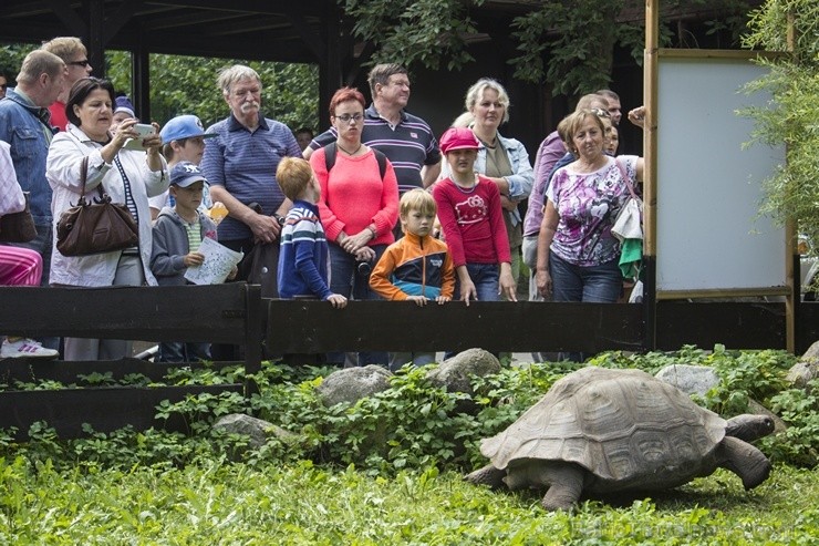 Rīgas zoodārzā notiks akcija Audz liels, stiprs un vesels!, kuras ietvaros būs iepējams iepazīt dzīvniekus un pārbaudīt bērna augumu un svaru Rīgas zoodārzā notiks akcija Audz liels, stiprs un vesels!, kuras ietvaros būs iepējams iepazīt dzīvniekus un pārbaudīt bērna augumu un svaru 104500