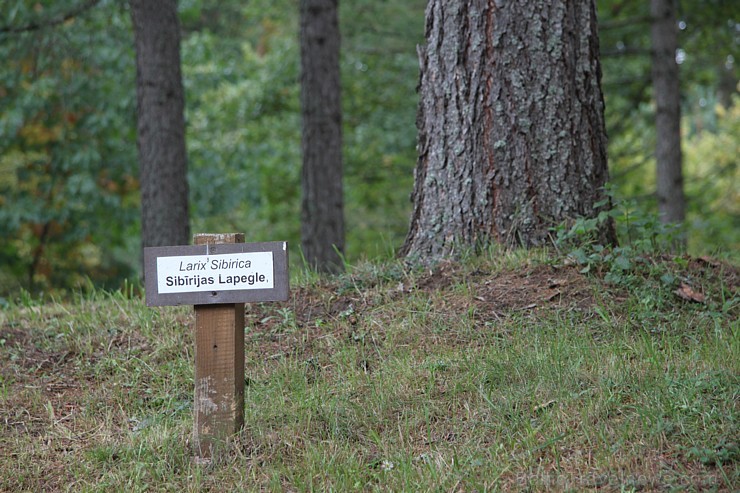 Dendroloģiskais parks Lazdukalns Ogrē - www.LatvijasCentrs.lv 106927