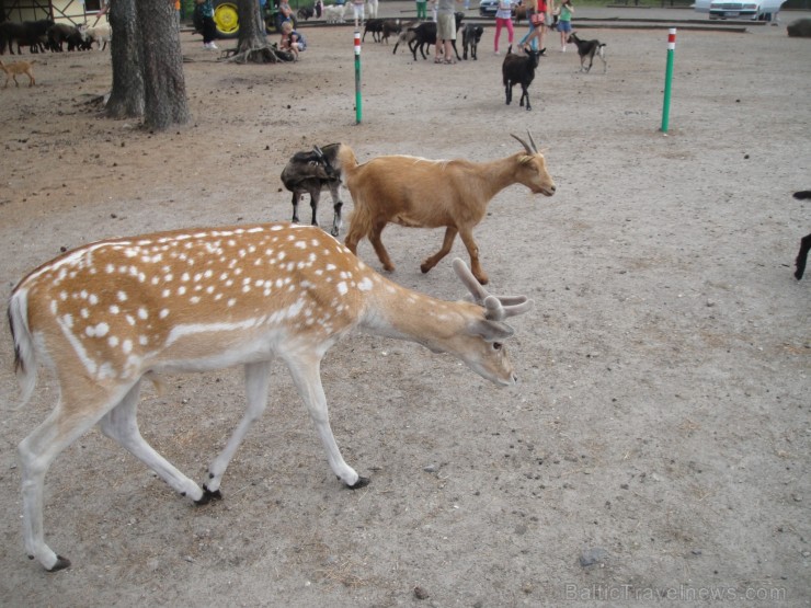 Safari parks sadalīts zonās- Eiropa, Āfrika, Āzija, Amerika, Austrālija. Vairāk informācijas par izklaides parkiem Vācijā skatīt šeit Safari parks sadalīts zonās- Eiropa, Āfrika, Āzija, Amerika, Austrālija. Vairāk informācijas par izklaides parkiem Vācijā skatīt šeit 115846