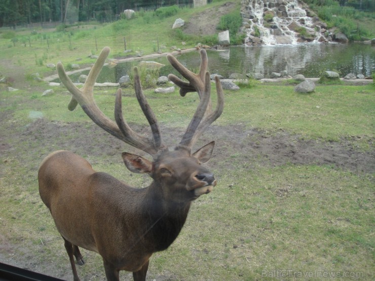 Safari parks.  Vairāk informācijas par izklaides parkiem Vācijā skatīt šeit 115850