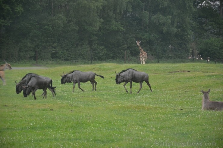 Safari parks. Vairāk informācijas par izklaides parkiem Vācijā skatīt šeit 115856