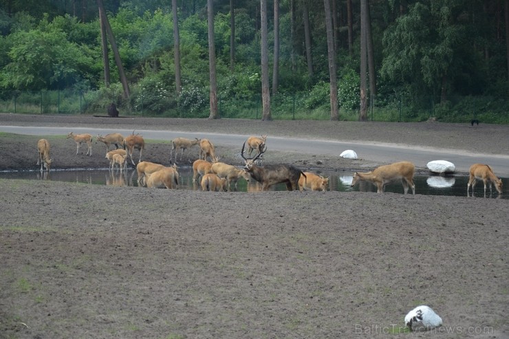Safari parks. Vairāk informācijas par izklaides parkiem Vācijā skatīt šeit 115859