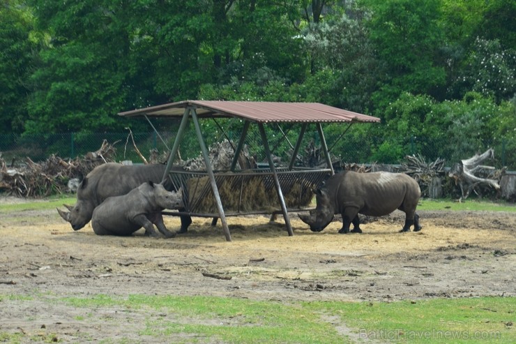 Safari parks. Nākamais ceļojums uz Vāciju būs 15. jūnijā. Pievienojies! 115861