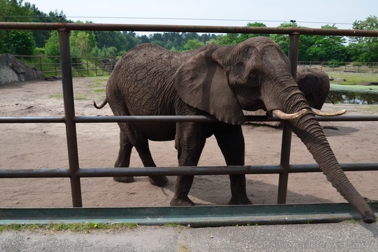 Safari parks. Vairāk informācijas par izklaides parkiem Vācijā skatīt šeit 115863