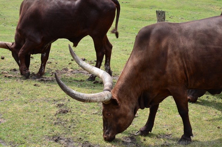 Safari parks. Vairāk informācijas par izklaides parkiem Vācijā skatīt šeit 115864