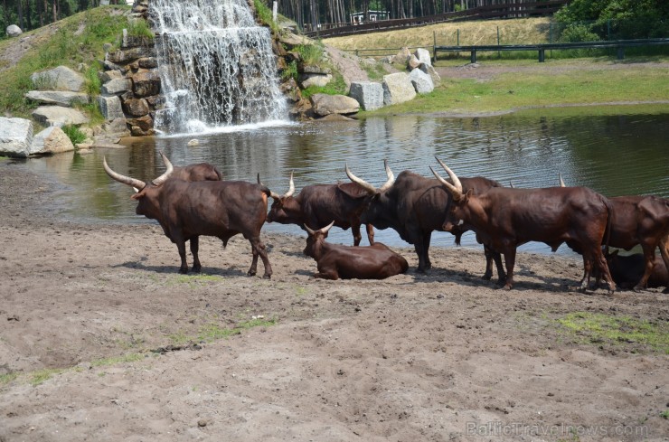 Safari parks. Vairāk informācijas par izklaides parkiem Vācijā skatīt šeit 115874