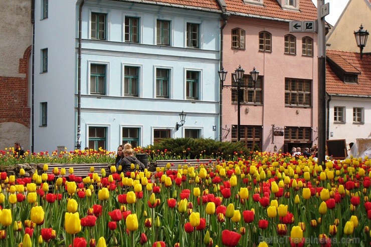 Vairākos Rīgas parkos uzziedējušas desmitiem tūkstošu pērn pašvaldības SIA Rīgas meži daļas Dārzi un parki dārznieku stādīto tulpju sīpolu Vairākos Rīgas parkos uzziedējušas desmitiem tūkstošu pērn pašvaldības SIA Rīgas meži daļas Dārzi un parki dārznieku stādīto tulpju sīpolu 121603