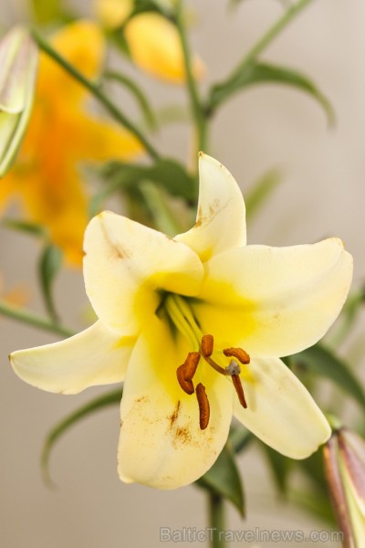 Latvijas Dabas muzejā no 17. līdz 20. jūlijam izstādē «Lilijas 2014» apmeklētājus priecēs biedrības «Lilium Balticum» selekcionāru un audzētāju izlolo Latvijas Dabas muzejā no 17. līdz 20. jūlijam izstādē «Lilijas 2014» apmeklētājus priecēs biedrības «Lilium Balticum» selekcionāru un audzētāju izlolo 128336
