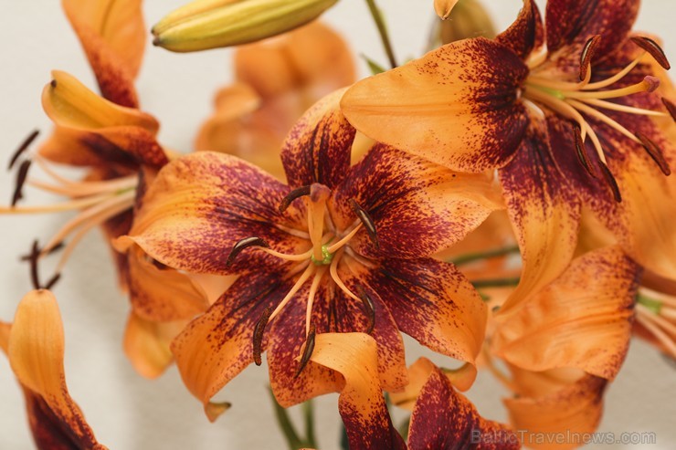 Latvijas Dabas muzejā no 17. līdz 20. jūlijam izstādē «Lilijas 2014» apmeklētājus priecēs biedrības «Lilium Balticum» selekcionāru un audzētāju izlolo Latvijas Dabas muzejā no 17. līdz 20. jūlijam izstādē «Lilijas 2014» apmeklētājus priecēs biedrības «Lilium Balticum» selekcionāru un audzētāju izlolo 128340