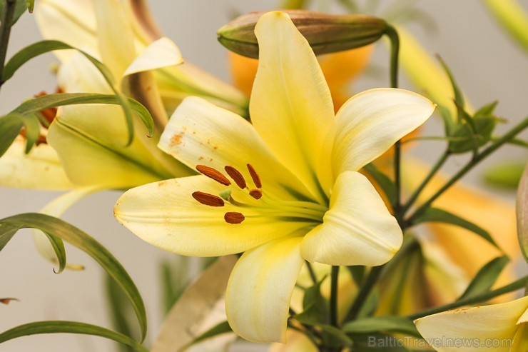 Latvijas Dabas muzejā no 17. līdz 20. jūlijam izstādē «Lilijas 2014» apmeklētājus priecēs biedrības «Lilium Balticum» selekcionāru un audzētāju izlolo Latvijas Dabas muzejā no 17. līdz 20. jūlijam izstādē «Lilijas 2014» apmeklētājus priecēs biedrības «Lilium Balticum» selekcionāru un audzētāju izlolo 128341