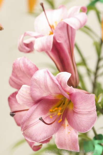 Latvijas Dabas muzejā no 17. līdz 20. jūlijam izstādē «Lilijas 2014» apmeklētājus priecēs biedrības «Lilium Balticum» selekcionāru un audzētāju izlolo Latvijas Dabas muzejā no 17. līdz 20. jūlijam izstādē «Lilijas 2014» apmeklētājus priecēs biedrības «Lilium Balticum» selekcionāru un audzētāju izlolo 128343