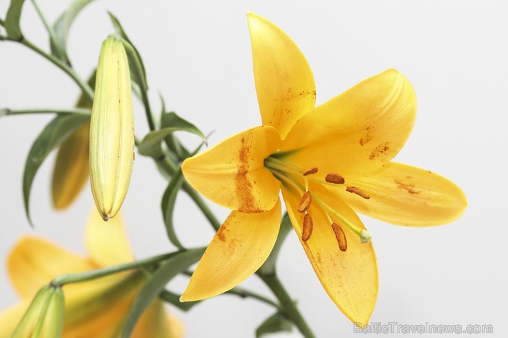 Latvijas Dabas muzejā no 17. līdz 20. jūlijam izstādē «Lilijas 2014» apmeklētājus priecēs biedrības «Lilium Balticum» selekcionāru un audzētāju izlolo Latvijas Dabas muzejā no 17. līdz 20. jūlijam izstādē «Lilijas 2014» apmeklētājus priecēs biedrības «Lilium Balticum» selekcionāru un audzētāju izlolo 128344