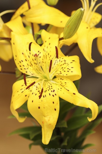 Latvijas Dabas muzejā no 17. līdz 20. jūlijam izstādē «Lilijas 2014» apmeklētājus priecēs biedrības «Lilium Balticum» selekcionāru un audzētāju izlolo Latvijas Dabas muzejā no 17. līdz 20. jūlijam izstādē «Lilijas 2014» apmeklētājus priecēs biedrības «Lilium Balticum» selekcionāru un audzētāju izlolo 128347