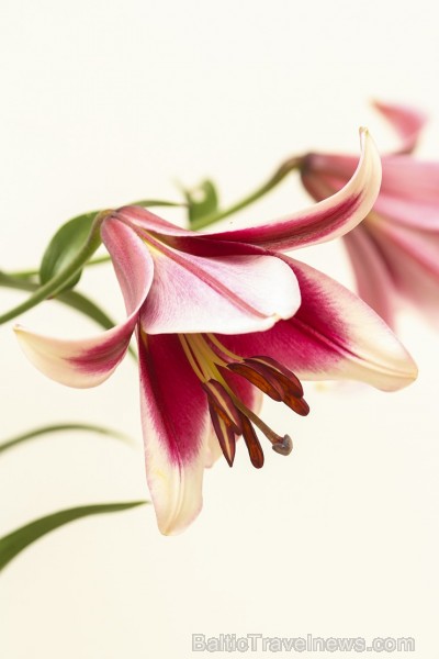Latvijas Dabas muzejā no 17. līdz 20. jūlijam izstādē «Lilijas 2014» apmeklētājus priecēs biedrības «Lilium Balticum» selekcionāru un audzētāju izlolo Latvijas Dabas muzejā no 17. līdz 20. jūlijam izstādē «Lilijas 2014» apmeklētājus priecēs biedrības «Lilium Balticum» selekcionāru un audzētāju izlolo 128348