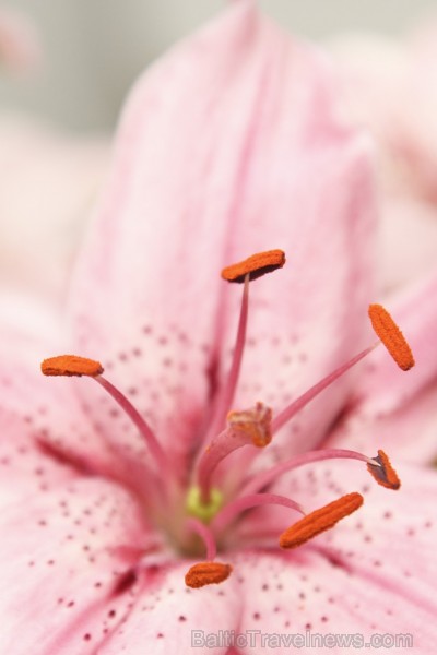 Latvijas Dabas muzejā no 17. līdz 20. jūlijam izstādē «Lilijas 2014» apmeklētājus priecēs biedrības «Lilium Balticum» selekcionāru un audzētāju izlolo Latvijas Dabas muzejā no 17. līdz 20. jūlijam izstādē «Lilijas 2014» apmeklētājus priecēs biedrības «Lilium Balticum» selekcionāru un audzētāju izlolo 128349