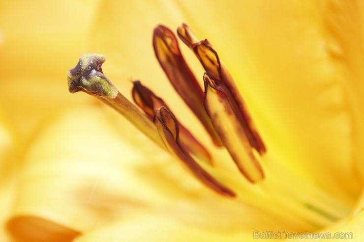 Latvijas Dabas muzejā no 17. līdz 20. jūlijam izstādē «Lilijas 2014» apmeklētājus priecēs biedrības «Lilium Balticum» selekcionāru un audzētāju izlolo Latvijas Dabas muzejā no 17. līdz 20. jūlijam izstādē «Lilijas 2014» apmeklētājus priecēs biedrības «Lilium Balticum» selekcionāru un audzētāju izlolo 128350