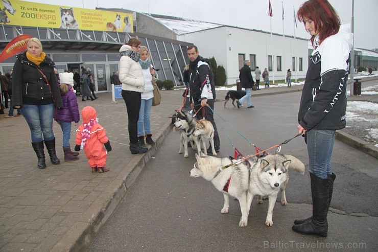 Ķīpsalā pulcējas mājdzīvnieku un mājputnu mīļotāji uz «ZooEkspo 2014». Vairāk informācijas - www.Bt1.lv Ķīpsalā pulcējas mājdzīvnieku un mājputnu mīļotāji uz «ZooEkspo 2014». Vairāk informācijas - www.Bt1.lv 138515