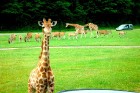 Vasaras braucienā iepazīsti Vācijas izklaides parku - Serengeti 