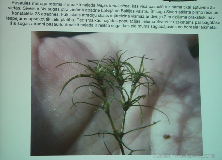 Sivera ezers Latgalē ir iecienīts ne tikai tūristu vidū, bet tagad arī pasaules biologu interesēs Sivera ezers Latgalē ir iecienīts ne tikai tūristu vidū, bet tagad arī pasaules biologu interesēs 139685