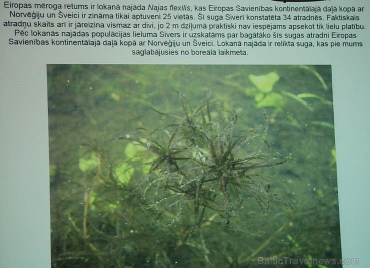 Sivera ezers Latgalē ir iecienīts ne tikai tūristu vidū, bet tagad arī pasaules biologu interesēs Sivera ezers Latgalē ir iecienīts ne tikai tūristu vidū, bet tagad arī pasaules biologu interesēs 139686
