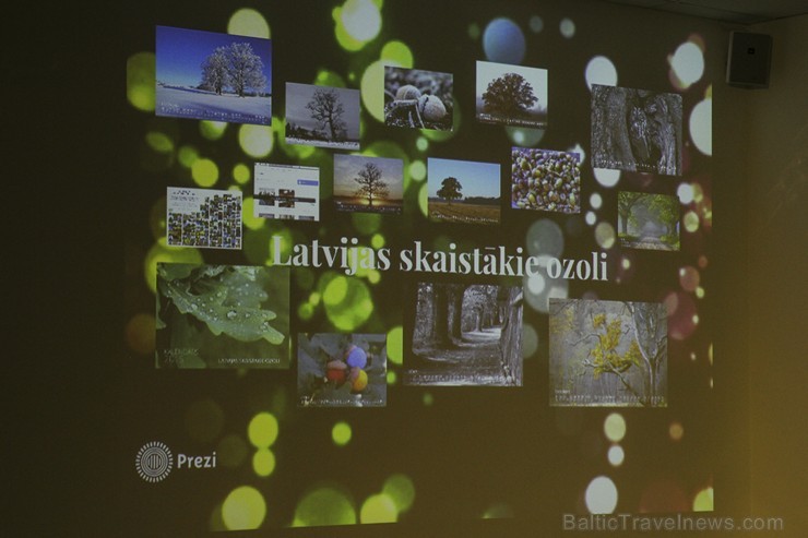 Noskaidroti Latvijas skaistākie ozoli 139703