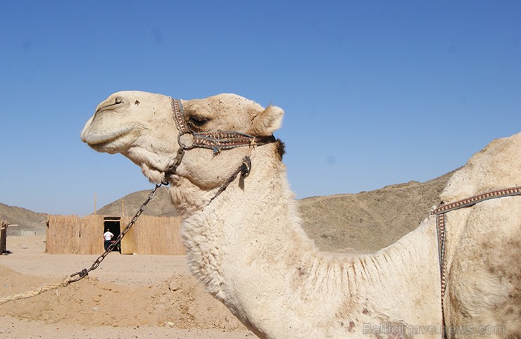 Travelnews.lv redakcija 2015. gada pirmās dienas pavadīja Ēģiptes kūrortos Hurgada un El Guna. Šoreiz ceļojām kopā ar tūroperatoru Novatours (www.nova Travelnews.lv redakcija 2015. gada pirmās dienas pavadīja Ēģiptes kūrortos Hurgada un El Guna. Šoreiz ceļojām kopā ar tūroperatoru Novatours (www.nova 141205
