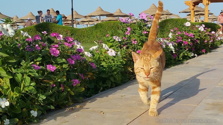 Travelnews.lv redakcija sadarbībā ar tūroperatoru GoAdventure iepazīst Hurgadas viesnīcas «Sentido Mamlouk Palace» un «Sunrise Select Garden Beach Res Travelnews.lv redakcija sadarbībā ar tūroperatoru GoAdventure iepazīst Hurgadas viesnīcas «Sentido Mamlouk Palace» un «Sunrise Select Garden Beach Res 144935