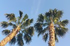 «Sentido Mamlouk Palace» un «Sunrise Select Garden Beach Resort & Spa» dārzi