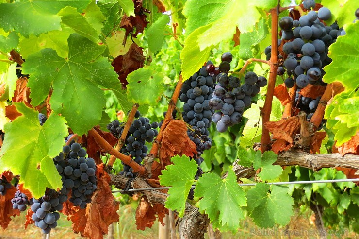 Travelnews.lv iepazīst spāņu reģiona Priorat vīna darītavu Clos de L‘obac www.costersdelsiurana.com Travelnews.lv iepazīst spāņu reģiona Priorat vīna darītavu Clos de L‘obac www.costersdelsiurana.com 145617