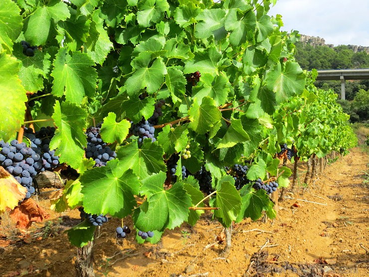 Travelnews.lv iepazīst spāņu reģiona Priorat vīna darītavu Clos de L‘obac www.costersdelsiurana.com Travelnews.lv iepazīst spāņu reģiona Priorat vīna darītavu Clos de L‘obac www.costersdelsiurana.com 145634