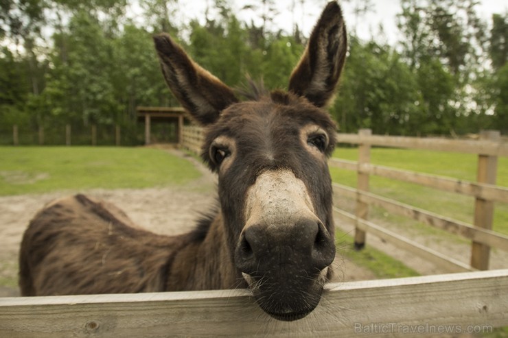 Piemājas zoo «Brieži» apskatāmi dažādi dzīvnieki un dekoratīvie putni 150948