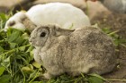 Piemājas zoo «Brieži» apskatāmi dažādi dzīvnieki un dekoratīvie putni