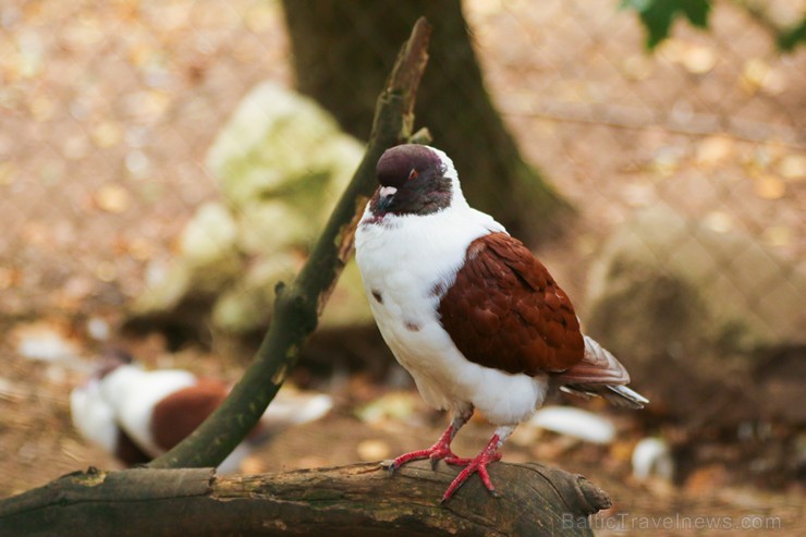 Travelnews.lv apskata mini zoo «Bērzkalni» 162136