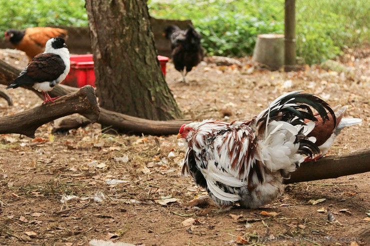 Travelnews.lv apskata mini zoo «Bērzkalni» 162137