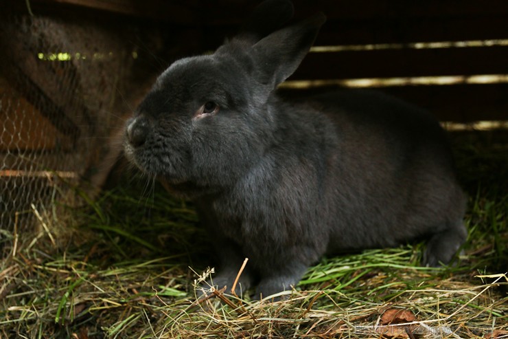 Travelnews.lv apskata mini zoo «Bērzkalni» 162140