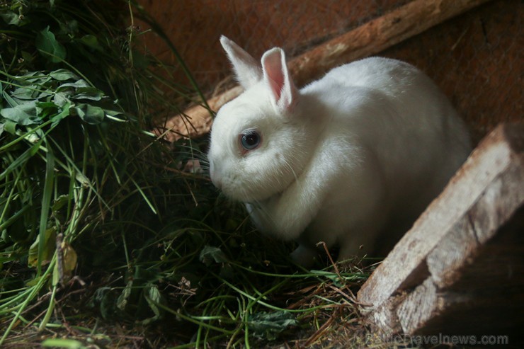 Travelnews.lv apskata mini zoo «Bērzkalni» 162141