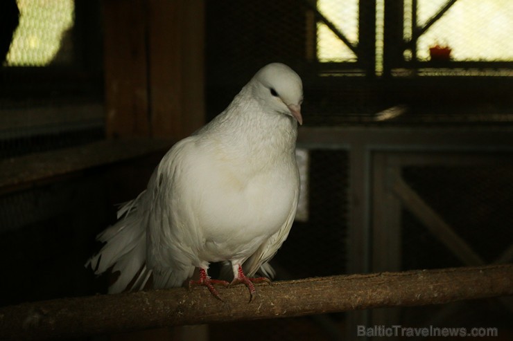 Travelnews.lv apskata mini zoo «Bērzkalni» 162144