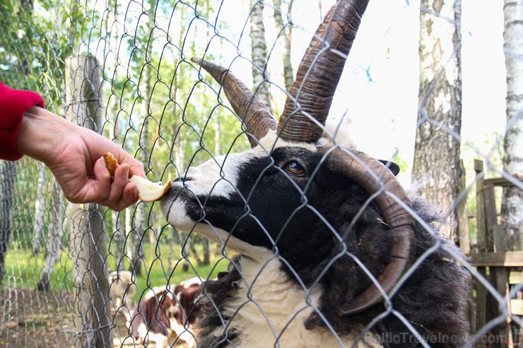 Travelnews.lv apskata mini zoo «Bērzkalni» 162148