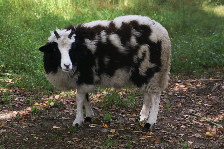 Travelnews.lv apskata mini zoo «Bērzkalni» 162150