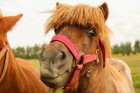 Travelnews.lv apskata mini zoo «Bērzkalni»