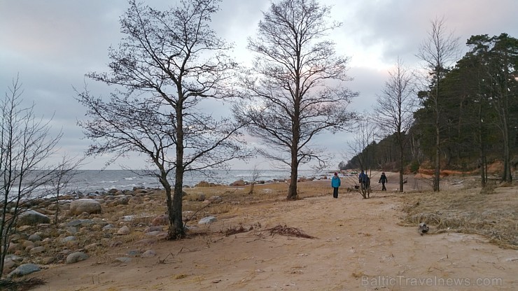 Viens no skaistākajiem Latvijas pārgājiena maršrutiem Vidzemes jūrmalā ir Tūja - Veczemju klintis Viens no skaistākajiem Latvijas pārgājiena maršrutiem Vidzemes jūrmalā ir Tūja - Veczemju klintis 167001