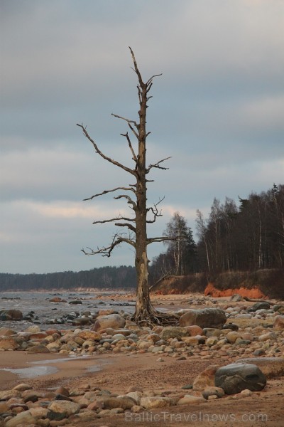 Viens no skaistākajiem Latvijas pārgājiena maršrutiem ir Tūja - Veczemju klintis 167136