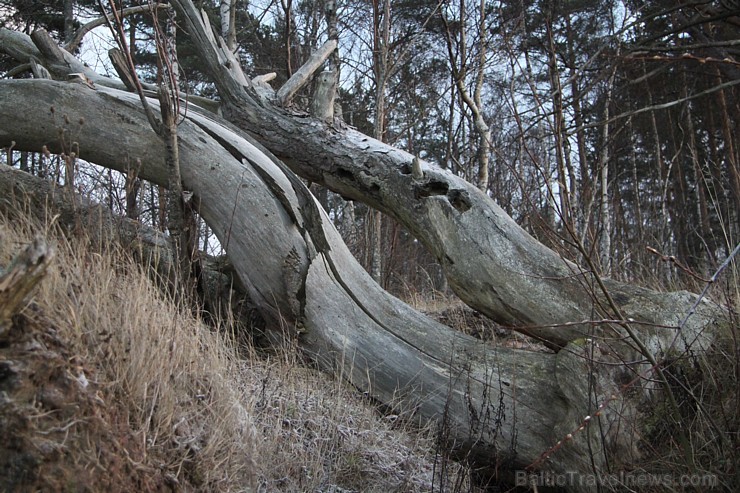 Viens no skaistākajiem Latvijas pārgājiena maršrutiem ir Tūja - Veczemju klintis 167154