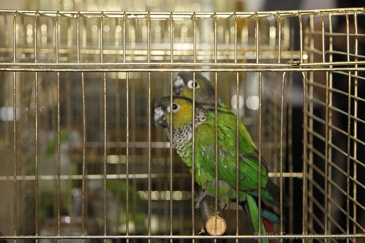 Ķīpsalā kupls apmeklētāju skaits divas dienas pulcējas lielākā mājdzīvnieku izstādē Baltijā «PetExpo 2016» Ķīpsalā kupls apmeklētāju skaits divas dienas pulcējas lielākā mājdzīvnieku izstādē Baltijā «PetExpo 2016» 170852