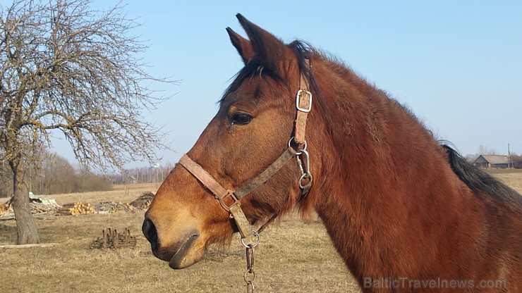 Travelnews.lv redakcija saulainajās Lieldienās ciemojas Latgales zemnieka sētā un Dagdas katoļu baznīcā Travelnews.lv redakcija saulainajās Lieldienās ciemojas Latgales zemnieka sētā un Dagdas katoļu baznīcā 171316