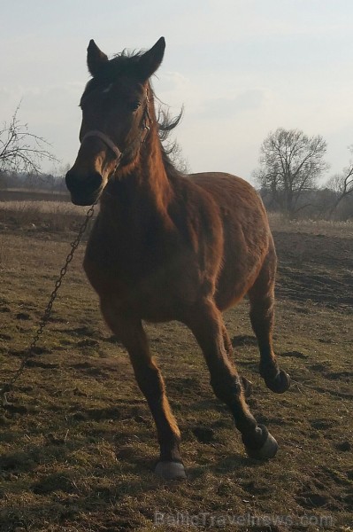 Travelnews.lv redakcija saulainajās Lieldienās ciemojas Latgales zemnieka sētā un Dagdas katoļu baznīcā Travelnews.lv redakcija saulainajās Lieldienās ciemojas Latgales zemnieka sētā un Dagdas katoļu baznīcā 171318